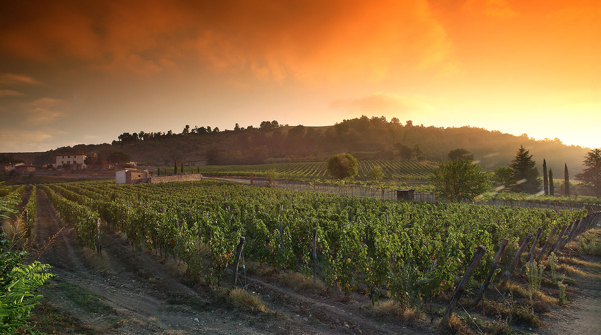 Winning the Gold Star Learn More About How To Shop For Wine In Hong Kong