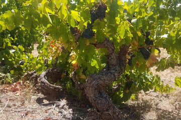 How do old vines tell their stories?