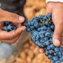 Figuero Wine Dinner at La Paloma