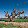 Glaetzer Amon-Ra Shiraz 2016