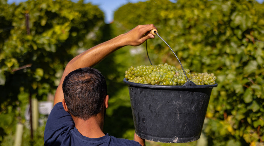 2026 sees record-breaking harvests in the world of sparkling wine