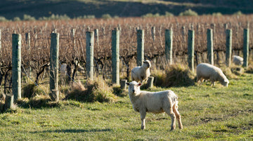 Wine and Eco Pairing