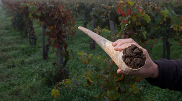 What’s the story behind biodynamic wines?