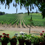 Carpineto Chianti Classico 2020